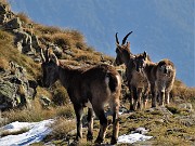 Rif. Benigni con Cima Piazzotti-ValPianella-15ott21  - FOTOGALLERY